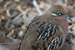 Image of Galapagos Dove