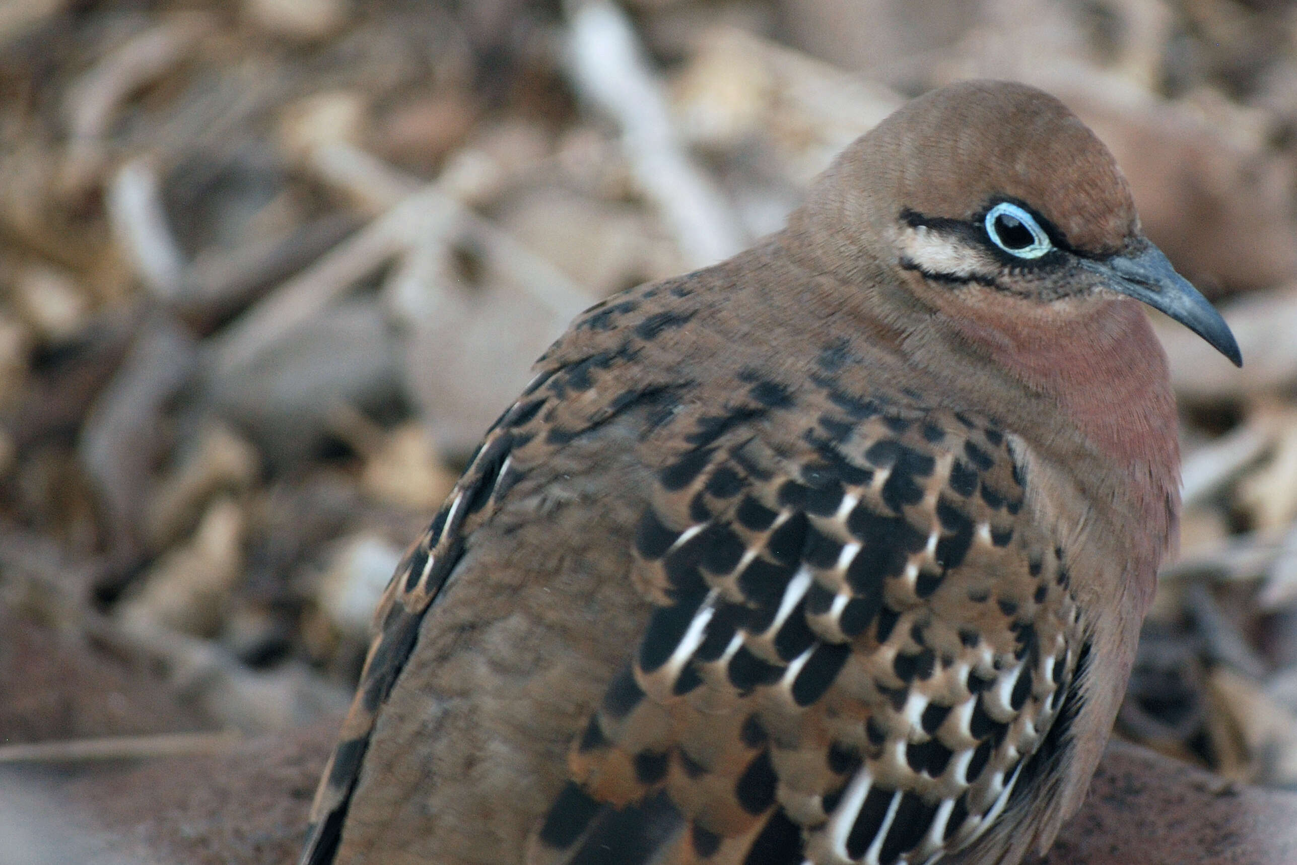 Image of Galapagos Dove