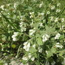 Image of Crimean Comfrey