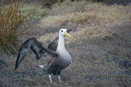 Image of Waved Albatross