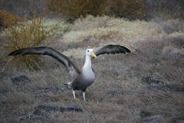 Image of Waved Albatross