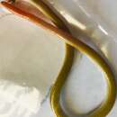 Image of Mallee Worm-lizard