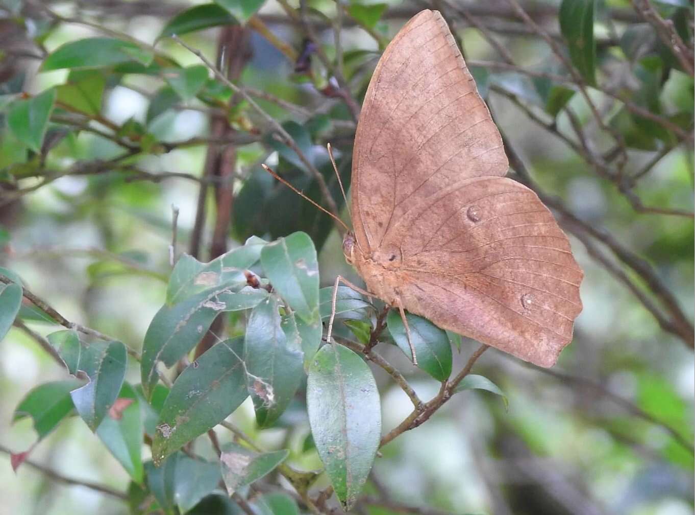 Imagem de Discophora sondaica Boisduval 1836