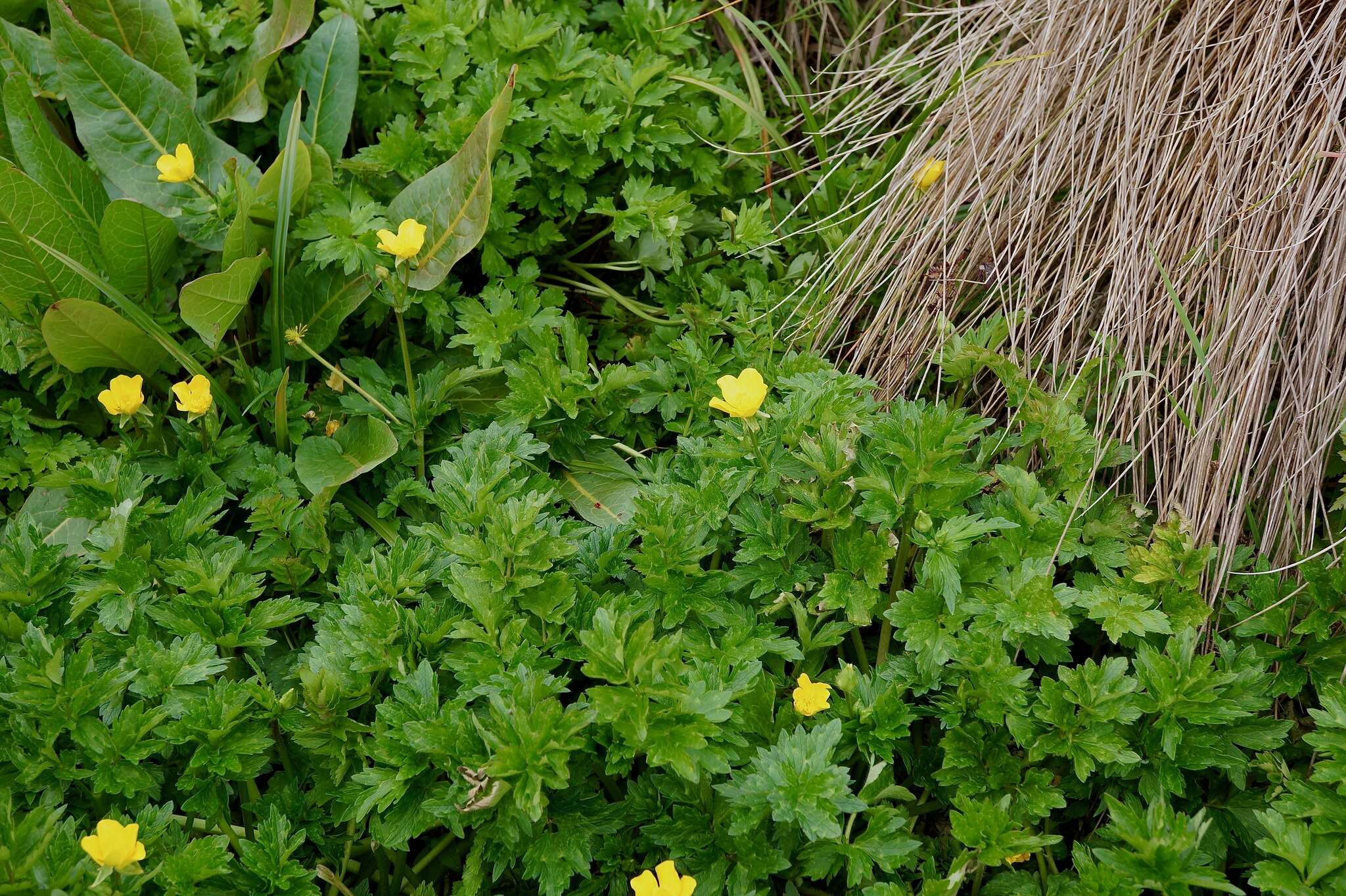 Image of straightbeak buttercup