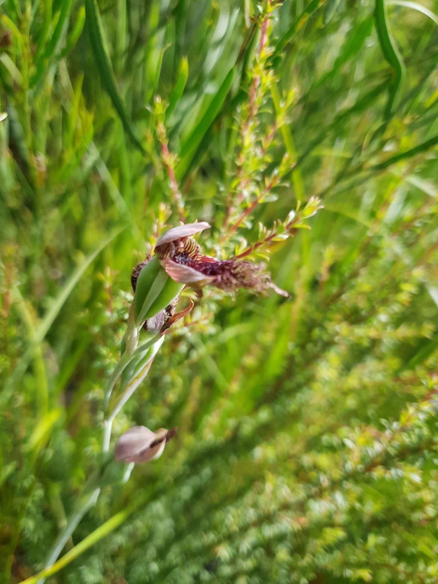 Calochilus uliginosus D. L. Jones的圖片