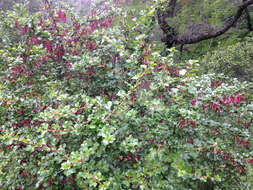 Image of fuchsiaflower gooseberry