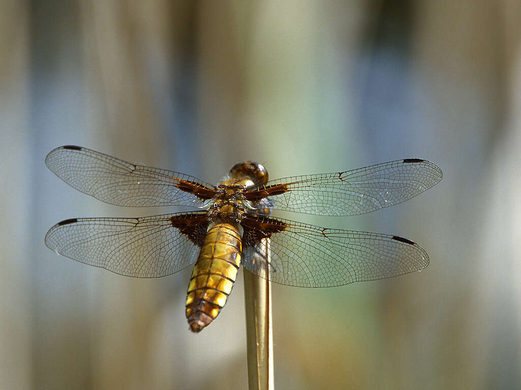 Image of Broad-bodied chaser