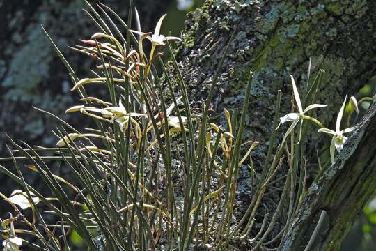 Imagem de Brassavola tuberculata Hook.