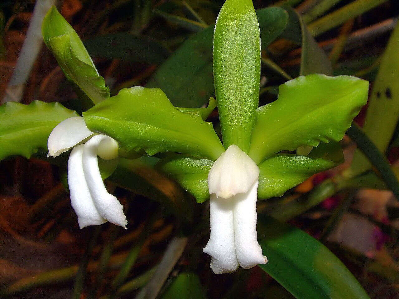 Image of Bicolored Cattleya