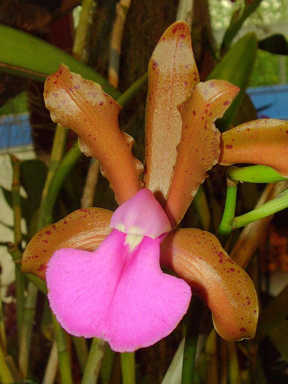 Imagem de Cattleya bicolor Lindl.