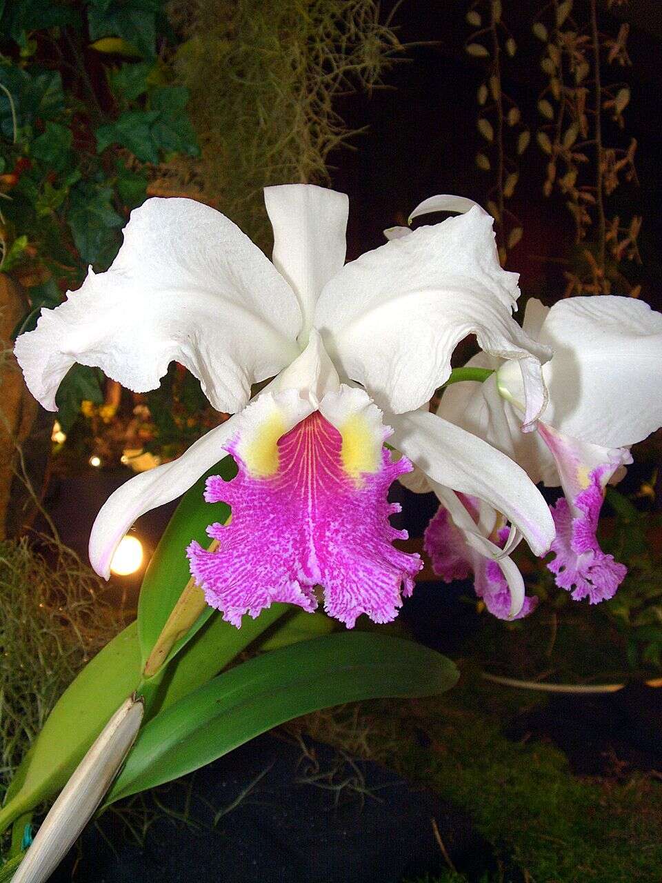 Plancia ëd Cattleya lueddemanniana Rchb. fil.