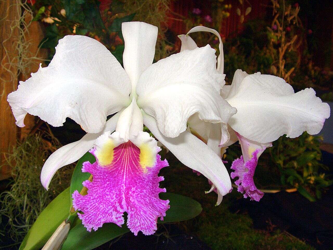 Plancia ëd Cattleya lueddemanniana Rchb. fil.