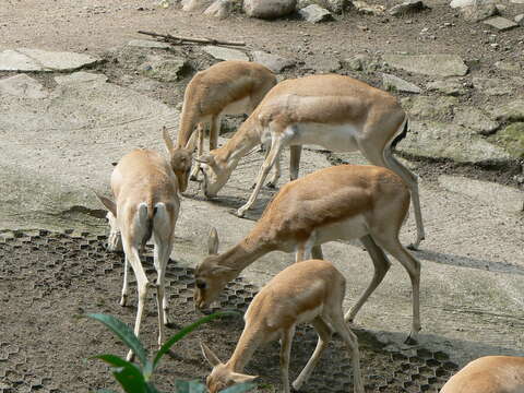 Image of Goitered Gazelle