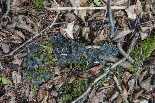 Image of Flat-fruited pelt;   Horizontal felt lichen