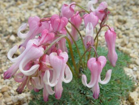 Image of Dicentra peregrina (Rudolph) Makino