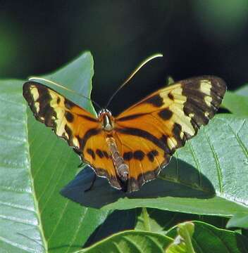 Imagem de Tithorea harmonia pseudethra Butler 1873