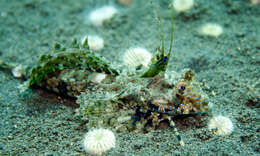 Image of Common Dragonet