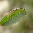 Image of Stigmella zelleriella (Snellen 1875) van Nieukerken 1983