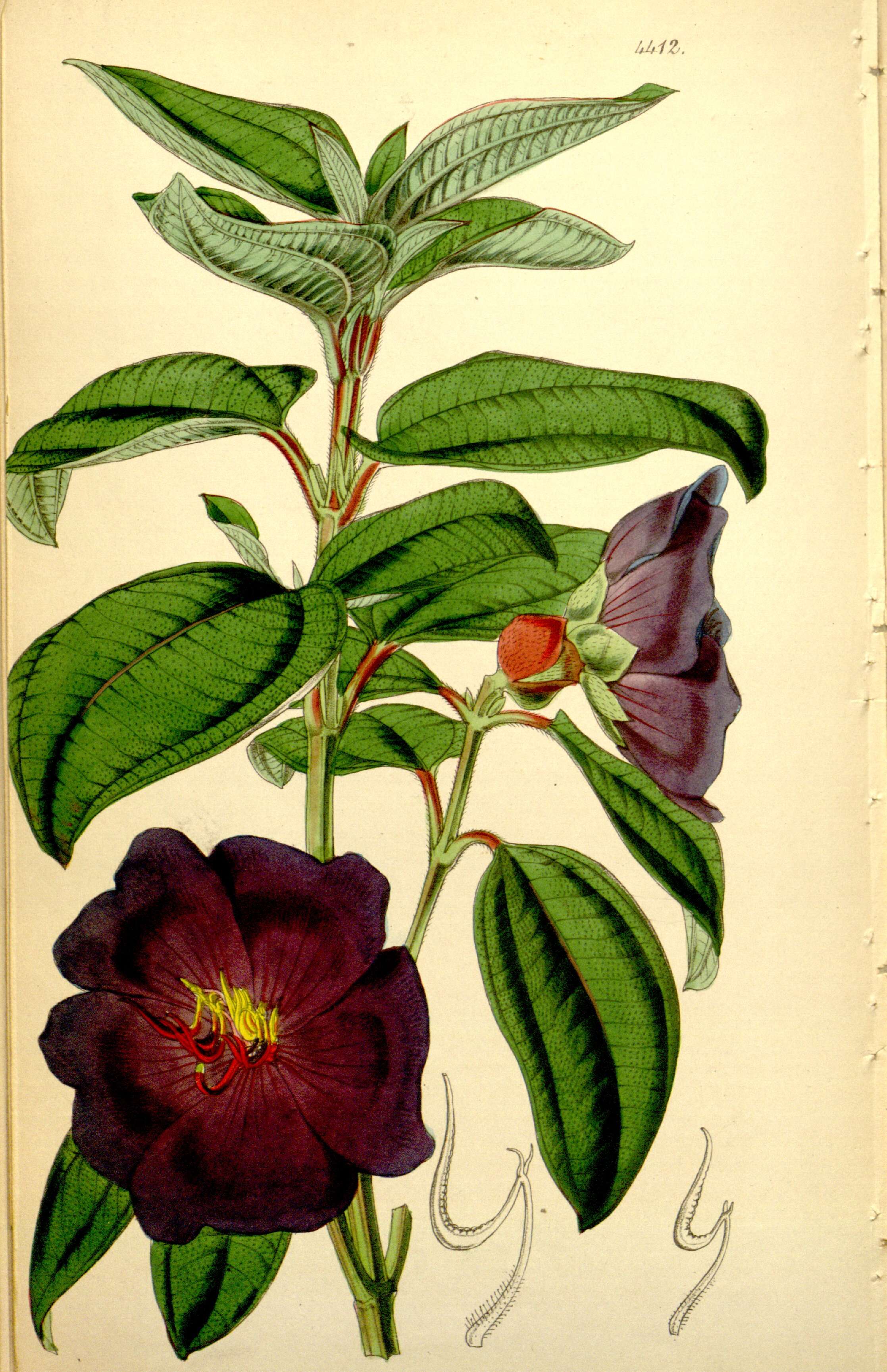 Image of purple glory tree