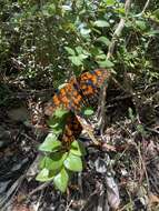 Image of Puerto Rican Checkerspot