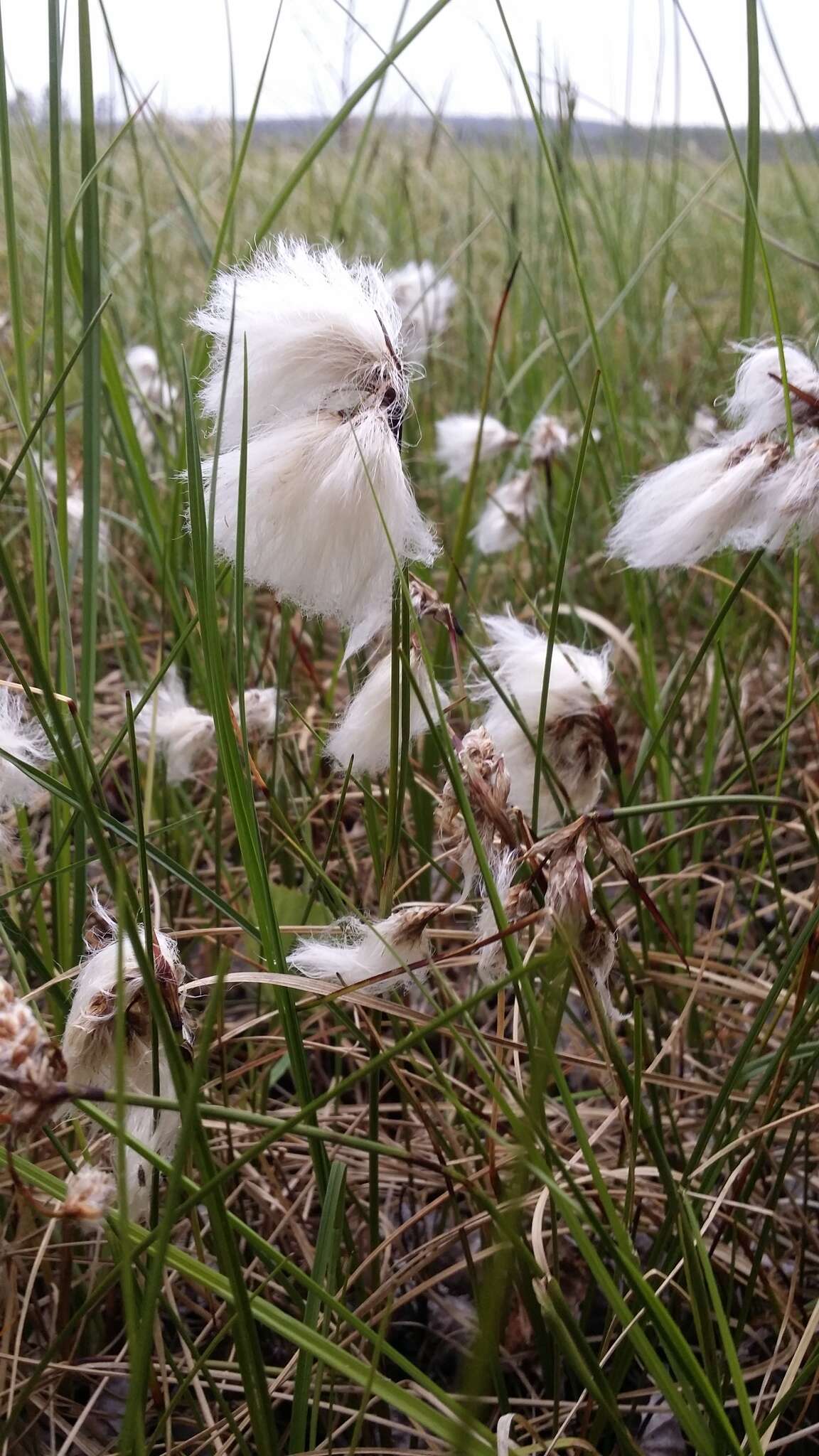 Image of broad-leaved cottongrass