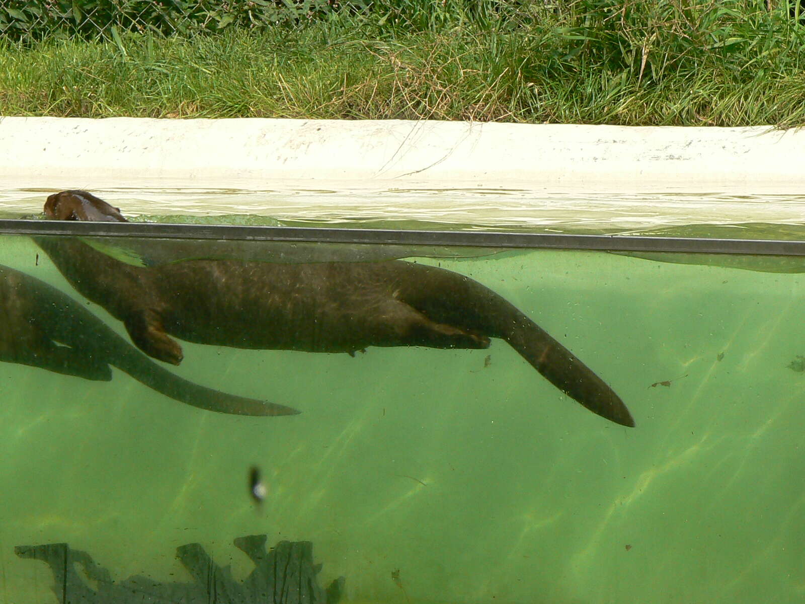 Image of giant otter