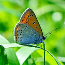 Image of Lycaena dispar rutilus (Werneburg 1864)