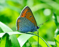 Image of Lycaena dispar rutilus (Werneburg 1864)