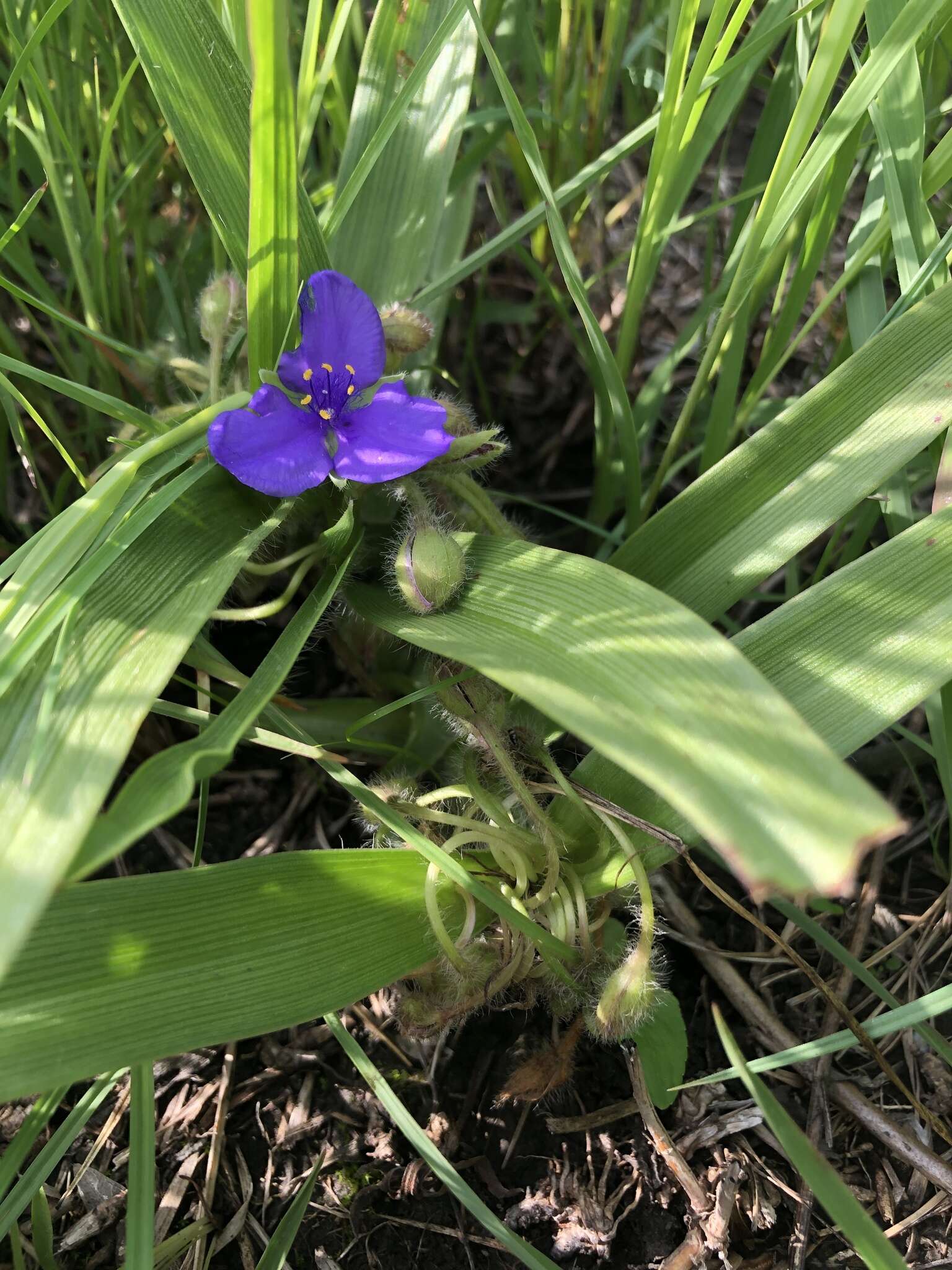 Image of Tharp's spiderwort