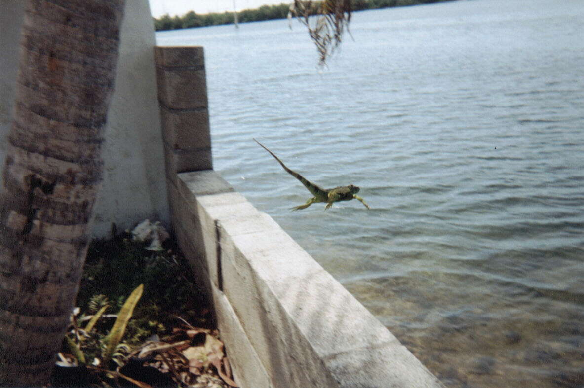 Image of Green iguana