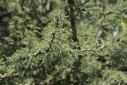 Image of Schaffner's wattle