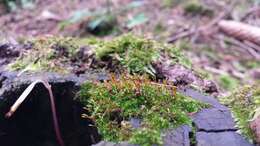 Image of anacamptodon moss