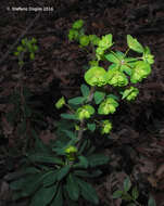 Image of Wood Spurge