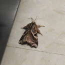 Image of Florida Fern Moth