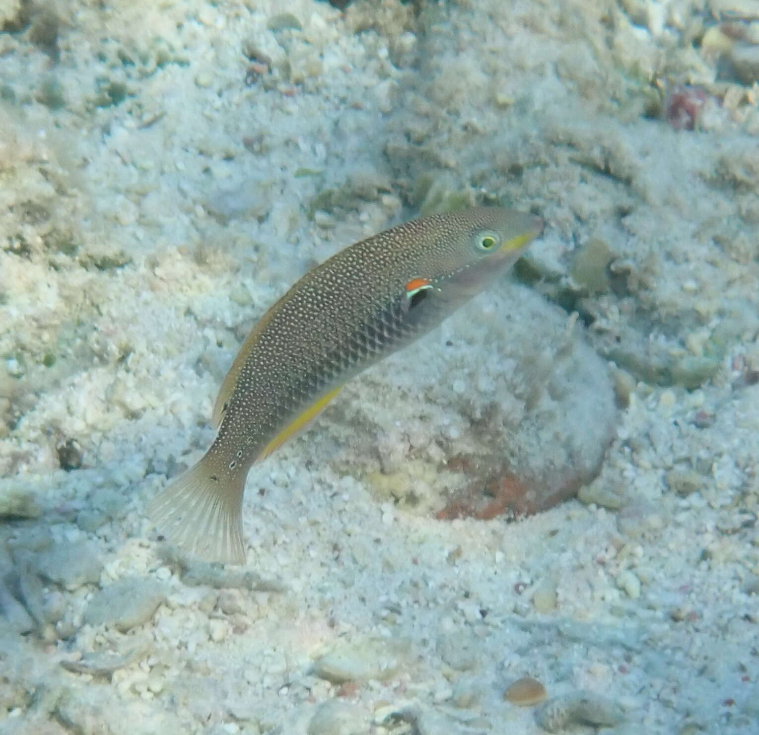 Image of Blue-lined wrasse