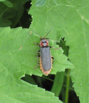 Imagem de Cantharis fusca