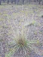 Image de Festuca sibirica Hack. ex Boiss.