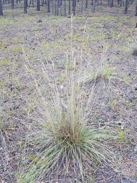 Image de Festuca sibirica Hack. ex Boiss.