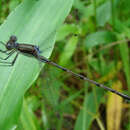 Imagem de Lestes australis Walker 1952