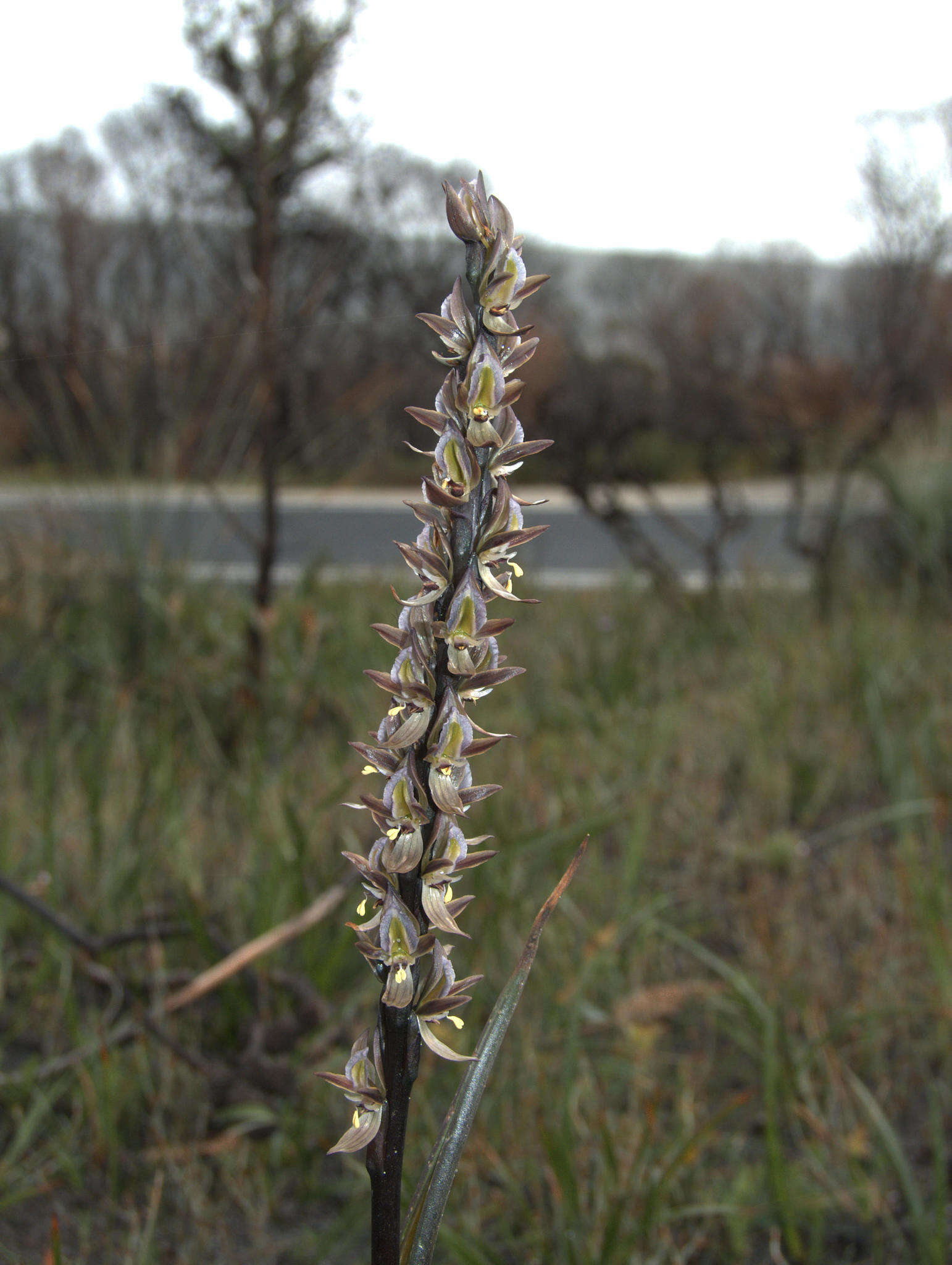 Imagem de Prasophyllum elatum R. Br.