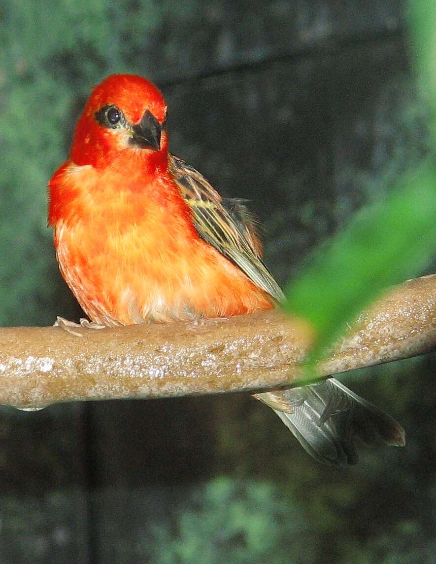 Image of Madagascar Red Fody