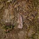 Image of Coleophora siccifolia Stainton 1856
