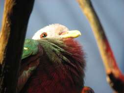 Image of Wompoo Fruit Dove