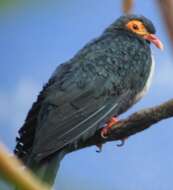 Image of Mountain pigeon