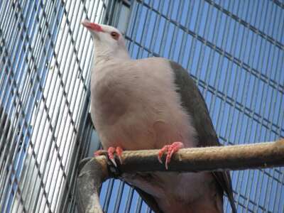 Image of Pink Pigeon