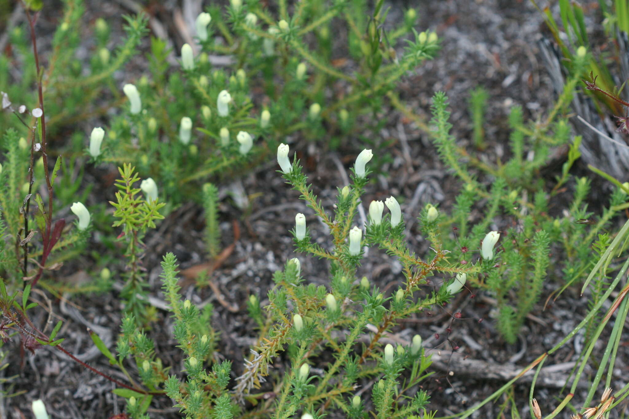 Image of Heath Leschenaultia