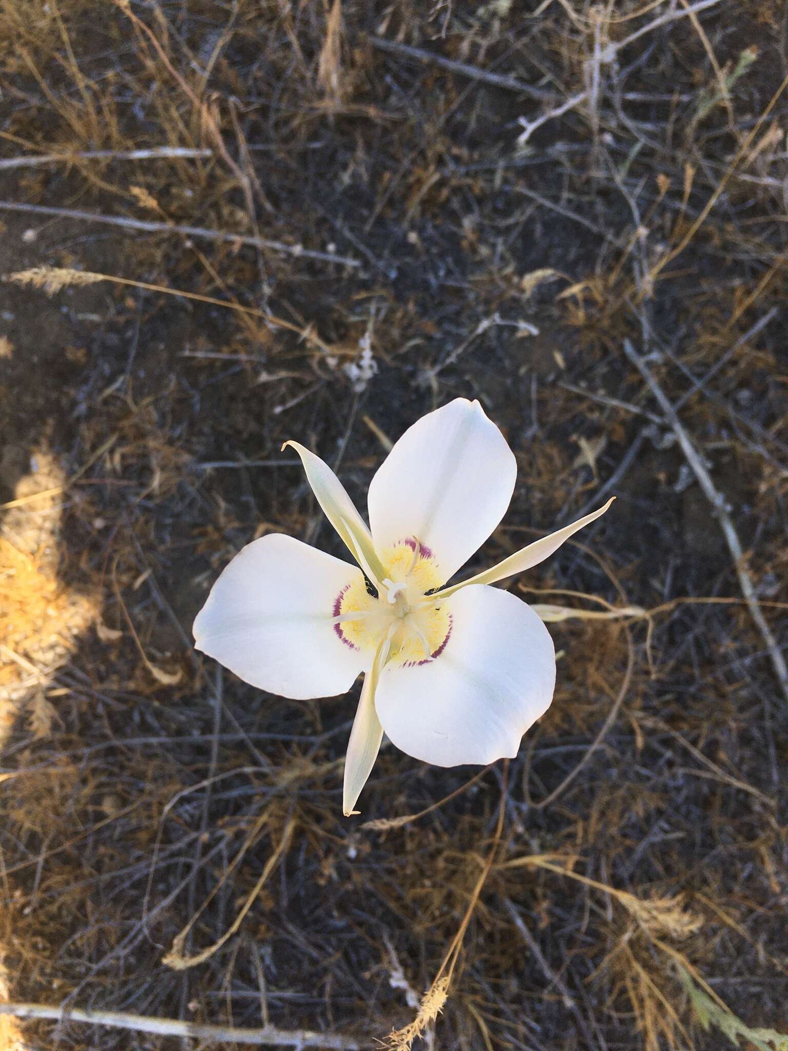 Image of Nez Perce mariposa lily