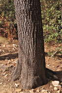 Juniperus deppeana var. deppeana resmi