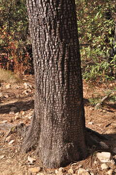 Sivun Juniperus deppeana var. deppeana kuva