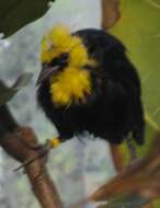 Image of Yellow-hooded Blackbird